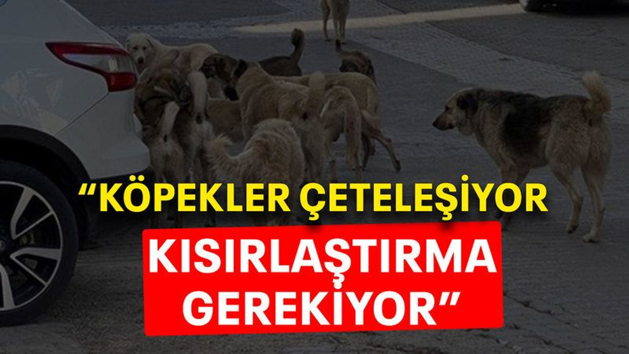 “Köpekler çeteleşiyor kısırlaştırma gerekiyor”